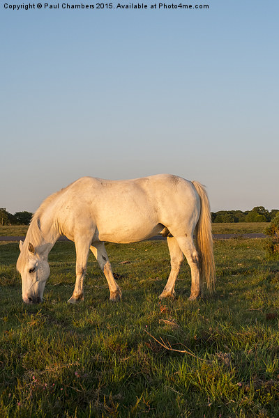  Pony in the New Forest Picture Board by Paul Chambers