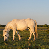 Buy canvas prints of  Pony in the New Forest by Paul Chambers