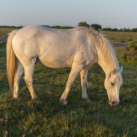 Buy canvas prints of  Grazing Pony by Paul Chambers