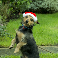 Buy canvas prints of Festive Furry Friend by Paul Chambers