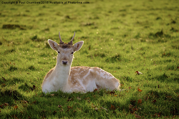  Fallow Deer Picture Board by Paul Chambers