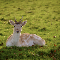 Buy canvas prints of  Fallow Deer by Paul Chambers