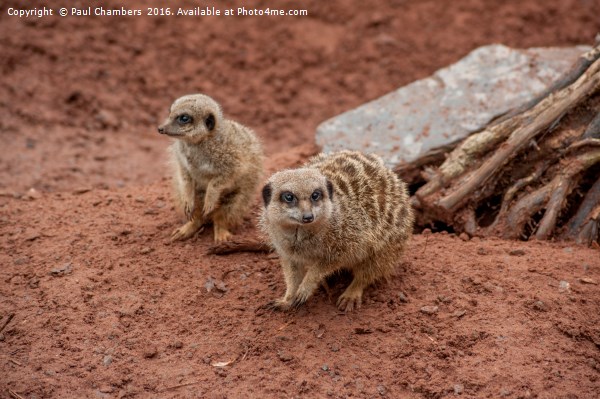 Adorable Meerkats at Play Picture Board by Paul Chambers