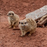 Buy canvas prints of Adorable Meerkats at Play by Paul Chambers