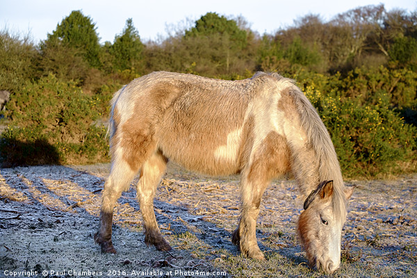 New Forest on a frosty morning Picture Board by Paul Chambers