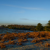 Buy canvas prints of New Forest A beautiful start to the day fabulous g by Paul Chambers