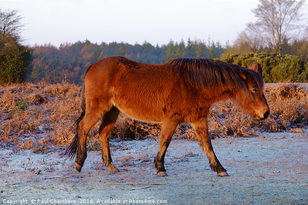 New Forest Pony. Picture Board by Paul Chambers