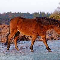 Buy canvas prints of New Forest Pony. by Paul Chambers