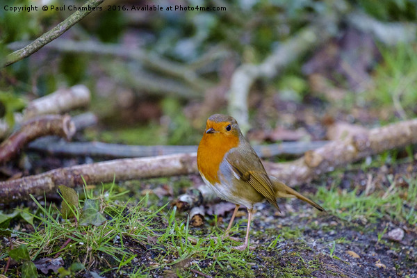 Robin Red Breast Picture Board by Paul Chambers