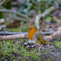 Buy canvas prints of Robin Red Breast by Paul Chambers