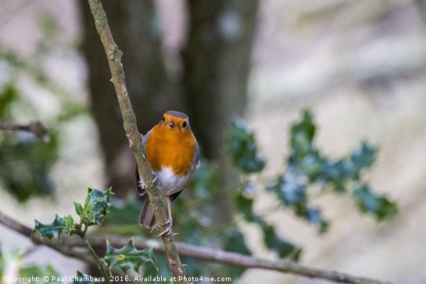 A beautiful Robin Red Breast in the New Forest Ham Picture Board by Paul Chambers
