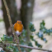 Buy canvas prints of A beautiful Robin Red Breast in the New Forest Ham by Paul Chambers