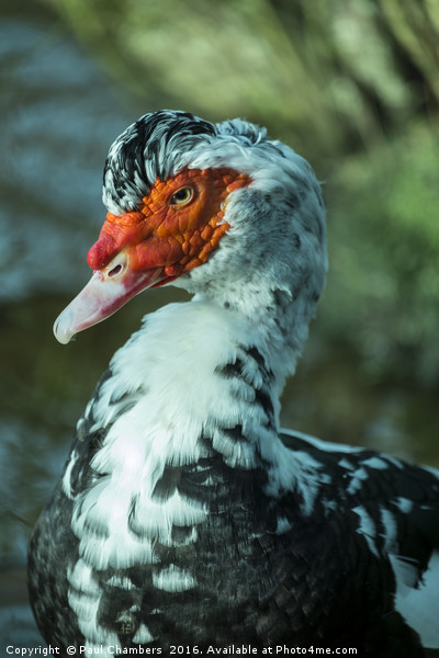 Muscovy Duck (cairina moschata) male Picture Board by Paul Chambers