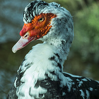 Buy canvas prints of Muscovy Duck (cairina moschata) male by Paul Chambers