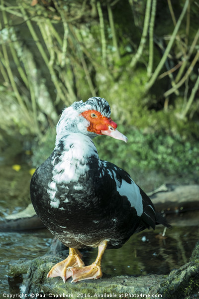 Muscovy Duck (cairina moschata) male in the New Fo Picture Board by Paul Chambers