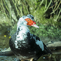 Buy canvas prints of Muscovy Duck (cairina moschata) male in the New Fo by Paul Chambers