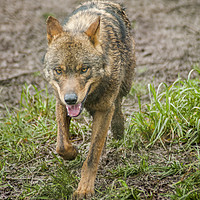 Buy canvas prints of Red Wolf by Paul Chambers