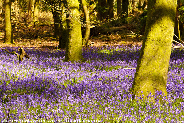Bluebell Woods Picture Board by Paul Chambers