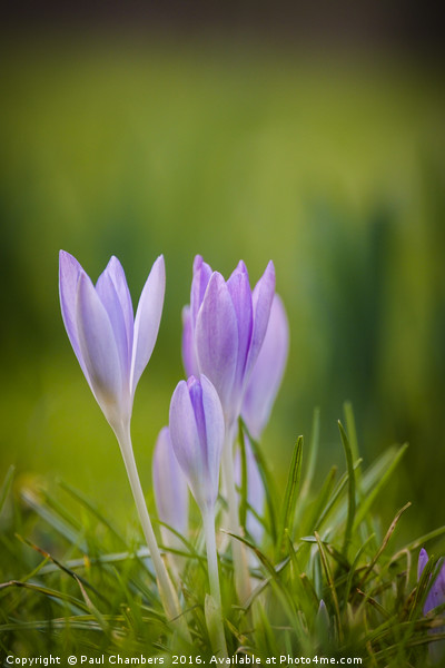 Autumn Crocus Picture Board by Paul Chambers
