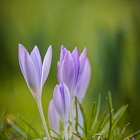 Buy canvas prints of Autumn Crocus by Paul Chambers
