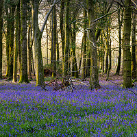 Buy canvas prints of Bluebell Woods by Paul Chambers