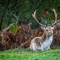 Buy canvas prints of Stag of the New |Forest by Paul Chambers