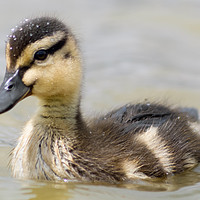 Buy canvas prints of Duckling by Paul Chambers