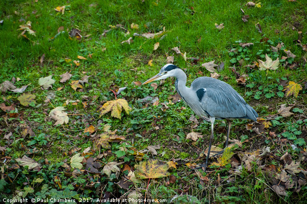 Grey Heron Picture Board by Paul Chambers