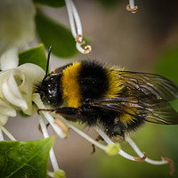 Buy canvas prints of Honey Bee by Paul Chambers