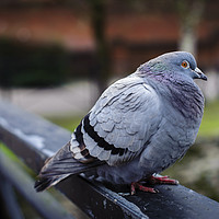 Buy canvas prints of Pigeon by Paul Chambers