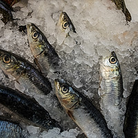 Buy canvas prints of Sardines by Paul Chambers
