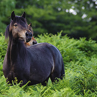 Buy canvas prints of New forest Pony by Paul Chambers
