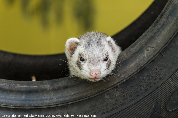 Ferret in a car tyre Picture Board by Paul Chambers