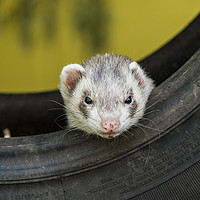 Buy canvas prints of Ferret in a car tyre by Paul Chambers