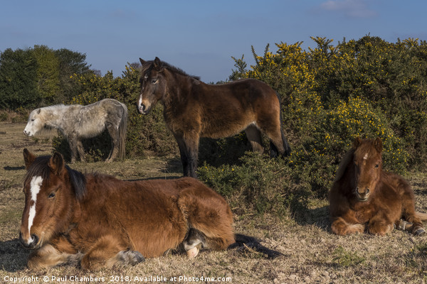 New Forest Ponies Picture Board by Paul Chambers