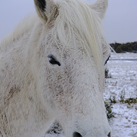 Buy canvas prints of New Forest Pony by Paul Chambers