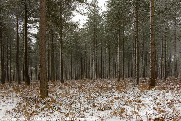 Winter In the New Forest Picture Board by Paul Chambers