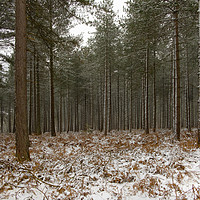 Buy canvas prints of Winter In the New Forest by Paul Chambers