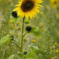 Buy canvas prints of Sunflower by Paul Chambers