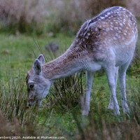 Buy canvas prints of Young Roe Deer by Paul Chambers