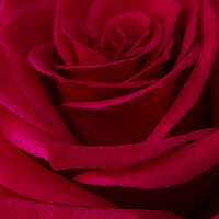 Buy canvas prints of Red Rose by Paul Chambers