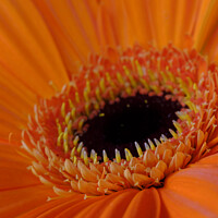 Buy canvas prints of Barberton Daisy by Paul Chambers