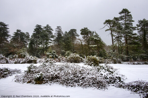 Winter In The New Forest Picture Board by Paul Chambers