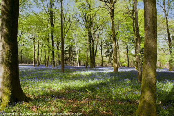 Bluebells Picture Board by Paul Chambers