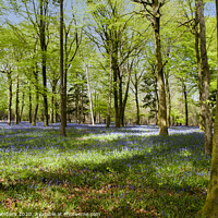 Buy canvas prints of Bluebells by Paul Chambers