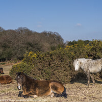 Buy canvas prints of New Forest Ponies by Paul Chambers