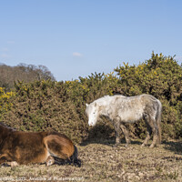 Buy canvas prints of New Forest Ponies by Paul Chambers