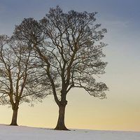 Buy canvas prints of  Snowy trees on Ringinglow Road, Sheffield by Mark Tomlinson