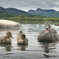 Buy canvas prints of  Mother & Ducklings by Mark Tomlinson