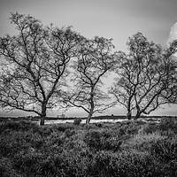Buy canvas prints of Three Trees by Mark Tomlinson